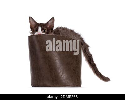 Cute brown with white LaPerm cat kitten, standing side ways in brown leather bag with tail hanging out. Looking curious over edge with orange eyes. Is Stock Photo