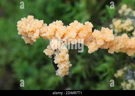 Fuligo muscorum, known as Apricot slime mold Stock Photo
