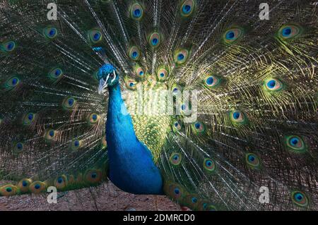 Sydney Australia, male peacock with tail feathers in full display Stock Photo