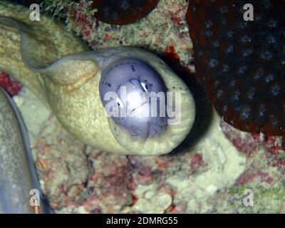 Underwater marine life, face of the Geometric Moray (Gymnothorax griseus) under a coral reef. Seychelles Stock Photo
