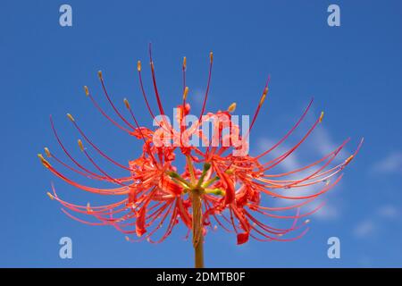 Red Spider Lily in Stepped Rice Paddy Stock Photo