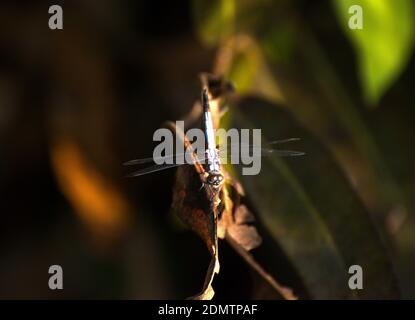 Keeled skimmer dragonfly sitting on a branch Stock Photo