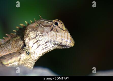 close shot of a kerala chameleon Stock Photo