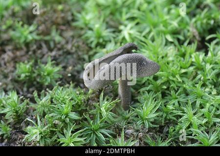 Helvella pezizoides, a saddle fungus from Finland with no common english name Stock Photo