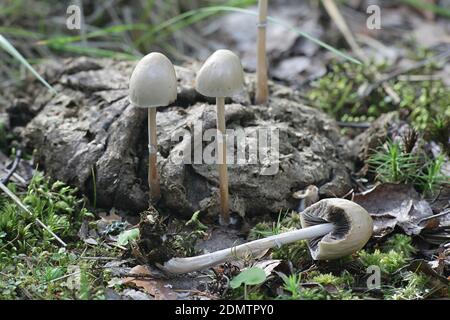Shiny mottlegill, Panaeolus semiovatus, also known as Anellaria separata, wild mushroom growing on cow dung in Finland Stock Photo