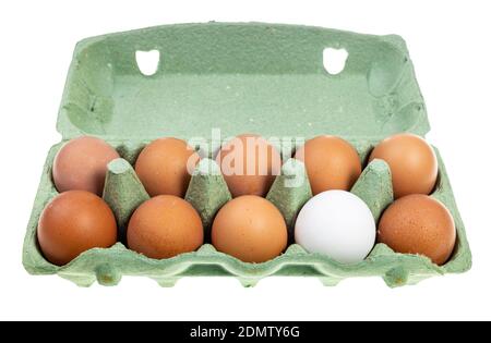 ten chicken eggs (nine brown eggs and one white) in green cardboard container isolated on white background Stock Photo