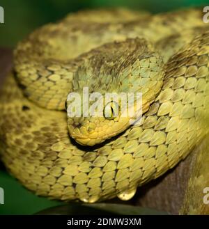 Portrait of Bush viper (Atheris squamigera) on black back ground Stock  Photo - Alamy