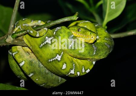 Emerald tree boa (Corallus caninus), captive (native to South America), , Stock Photo