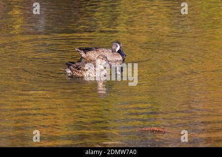 The blue-winged teals swimming at Brazos Band State Park, Texas Stock Photo