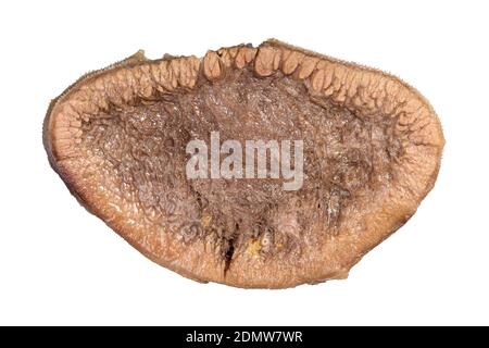 slice of cooked beef tongue isolated on white background Stock Photo