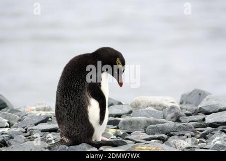 Macaroni penguin on Half Moon Island, Antarctica Stock Photo