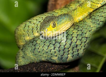 Portrait of Bush viper (Atheris squamigera) on a branch on black back  ground Stock Photo - Alamy