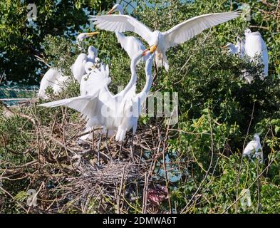 Great Egrets Feeding Nestlings at Smith Oaks Sanctuary, Texas Stock Photo