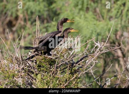 The neotropic cormorants sitting on the nest at Smith Oaks Rookery, Bolivar peninsula, Texas. Stock Photo