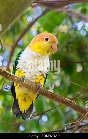 White Bellied Parrot (Pionites leucogaster) Perched on Tree Branch Stock Photo