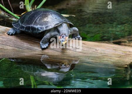The yellow spotted river turtles on the log Stock Photo