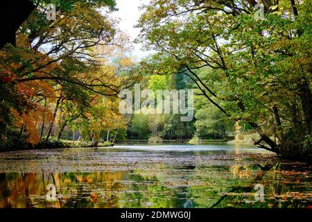 Autumn Leaves in Torinuma Swamp, Hokkaido, Japan Stock Photo