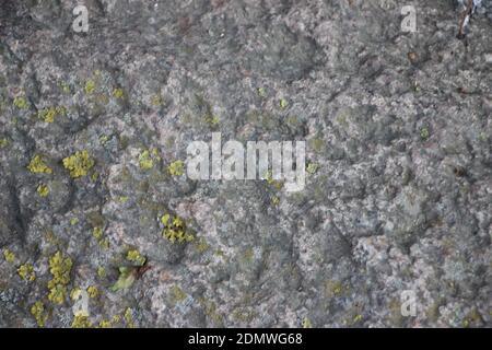 Old concrete mossy wall with green and yellow lichen surface texture. Stock Photo