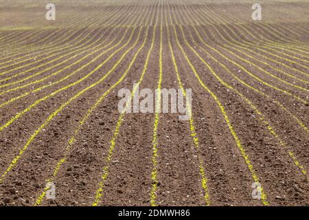 Rows of green seeds planted in a field Stock Photo