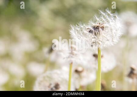 dandelion flower heads, clocks Stock Photo