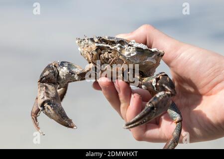 What's The Best Crab Snare, Oregon Coast Crab'n 