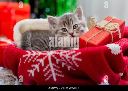 Christmas cat lies with gift under New Year tree. Animal kitten with gift box for Christmas on ugly christmas sweater in home interior Stock Photo