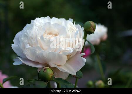 Peony Corinne Wersan.  Double white peony flower. Paeonia lactiflora (Chinese peony or common garden peony). Stock Photo