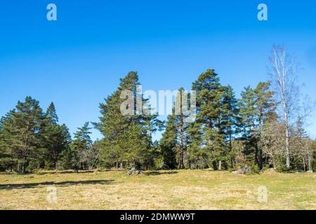 Forest edge by a meadow in the spring Stock Photo