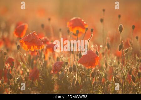 Field of backlit poppies Cambridgeshire, UK Stock Photo