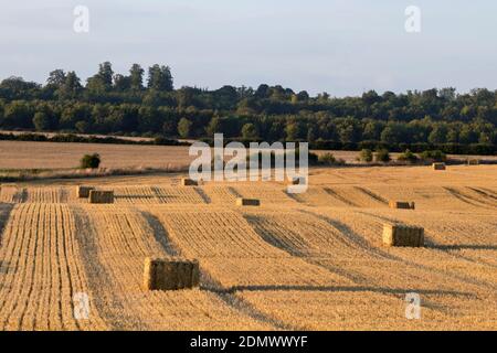 Hay bales, Stapleford, Cambridge, Cambridgeshire, UK Stock Photo