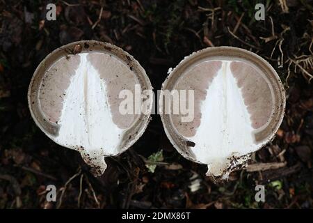Phallus impudicus fungi also known as Witch's Egg or Common Stickhorn ...