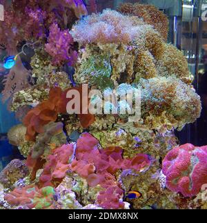 Marine reef aquarium with mushroom disc anemone (Discosoma sp.) Stock Photo