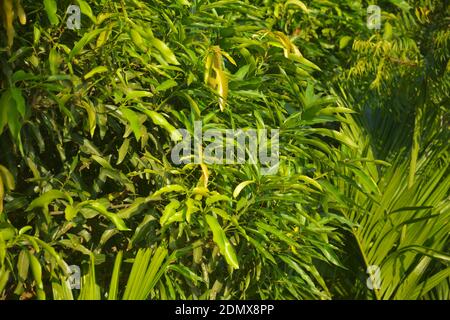 Close up of some green beautiful leaves of small mango and coconut plants in a garden Stock Photo