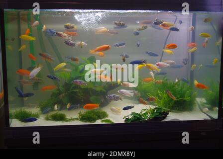 Aquarium with Malawi mbuna cichlids Stock Photo