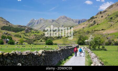 Little Langdale, Cumbria, England. Three hikers walking towards the Langdale Pikes along track between typical dry stone walls. Stock Photo