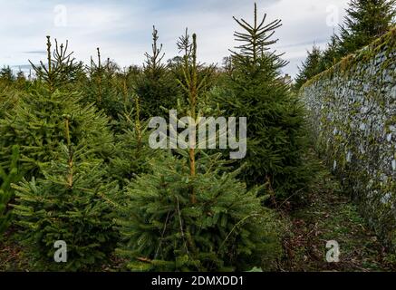 Christmas fir trees growing in a walled garden at Beanston Farm, East Lothian, Scotland, UK Stock Photo