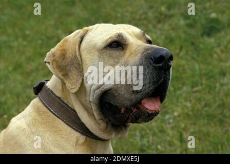 Fila Brasileiro, a Dog Breed from Brazil Stock Photo