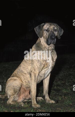 Fila brasileiro dog Stock Photo - Alamy