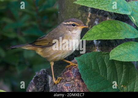 Raddes Boszanger; Radde's Warbler Stock Photo