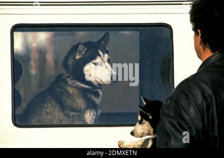 Siberian Husky Dog, Man carrying Pup, Adult in Car Stock Photo