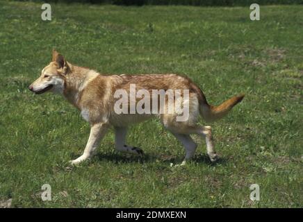 Saarloos Wolfhound, Dog Breed from Netherlands Stock Photo