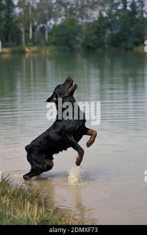 Rottweiler Dog, Male Leaping in Water Stock Photo