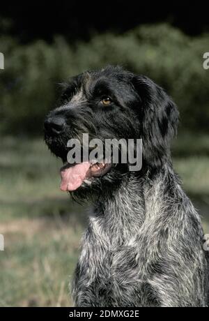 Portrait of German wire-haired Pointer or Drathaar Dog Stock Photo