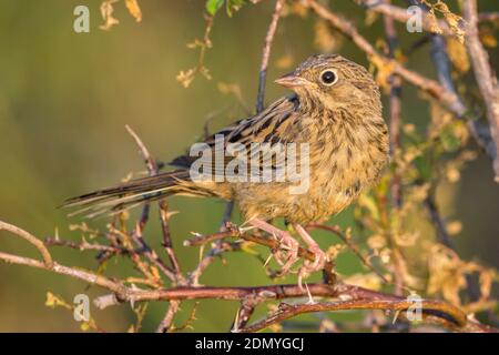 Juveniele Ortolaan; Juvenile Ortolan Bunting Stock Photo