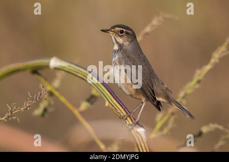 Vrouwtje Blauwborst; Female Bluethroat Stock Photo