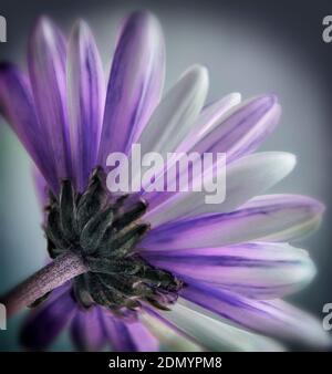 Single purple daisy gerbera flower from the back on a  grey background Stock Photo
