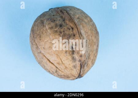 Walnut in shell photographed up close on a blue background Stock Photo