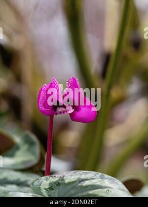 A close up of a single deep pink flower of Cyclamen coum with sparkling dewdrops Stock Photo