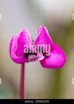 A close up of a single deep pink flower of Cyclamen coum with sparkling dewdrops Stock Photo