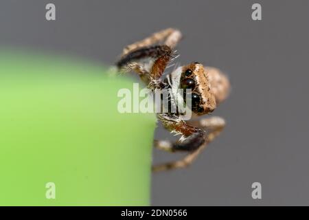 Macro shot of a jumping spider on green and grey background in the middle east. Stock Photo